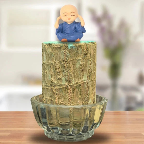 Brazilian Lucky Wood Plant