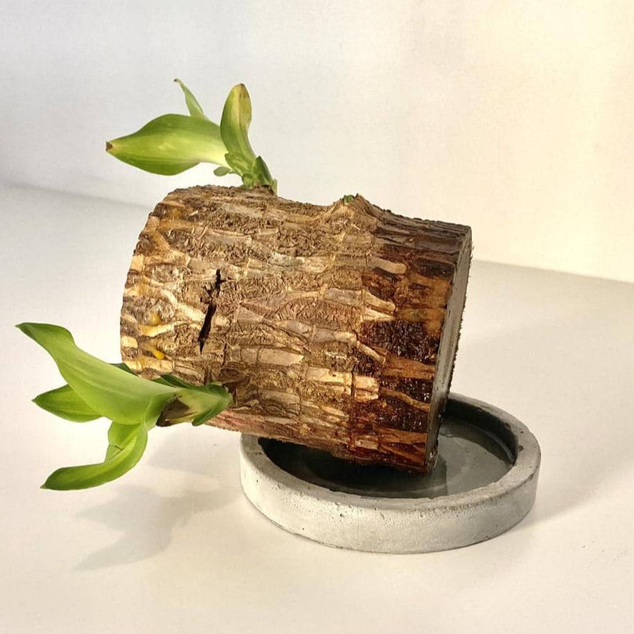 Brazilian Lucky Wood Plant