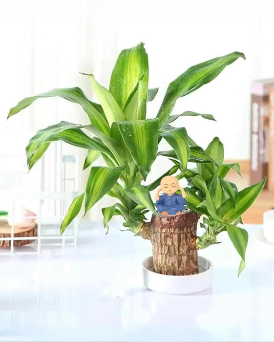 Brazilian Lucky Wood Plant