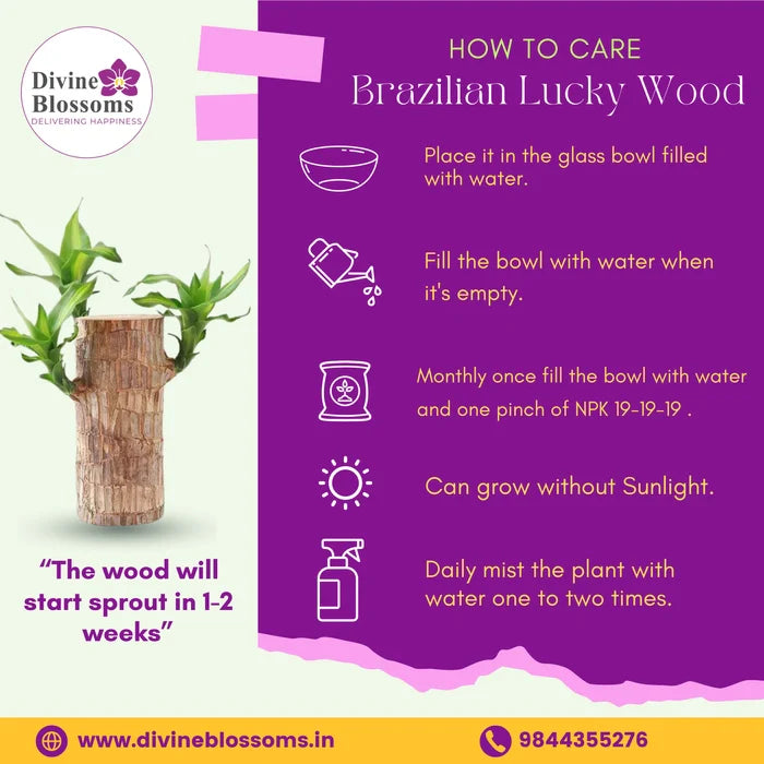 Brazilian Lucky Wood Plant